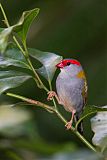 Red-browed Firetailborder=